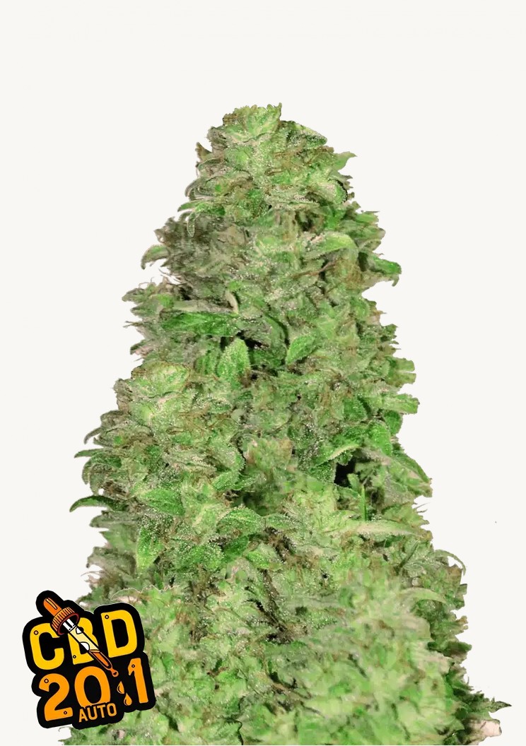 CBD Auto 20:1 (5 Pack)