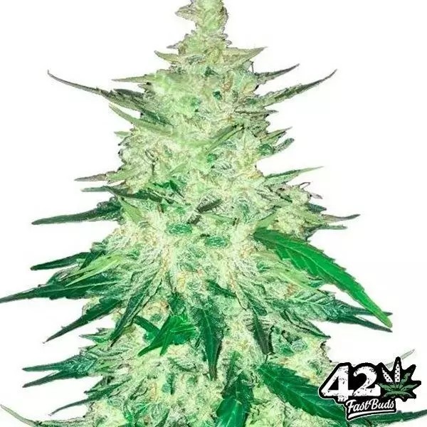 CBD Crack Auto 1:1 (5 Pack)