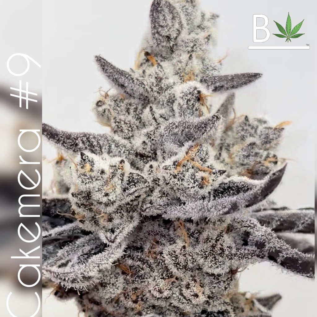 Cakemera R1 – Truffle Cake x Chimera #3