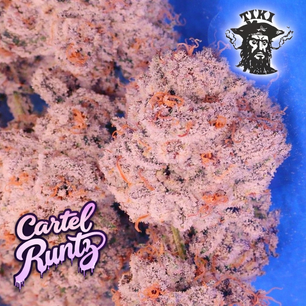 Cartel Runtz – Runtz x Pablo’s Revenge