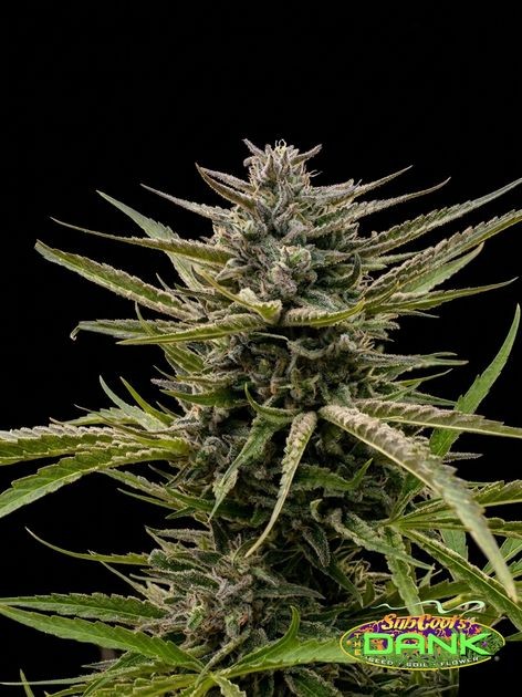 Chernobyl F2 – Chernobyl (F1) x Slymer (Slymer XL) (F)