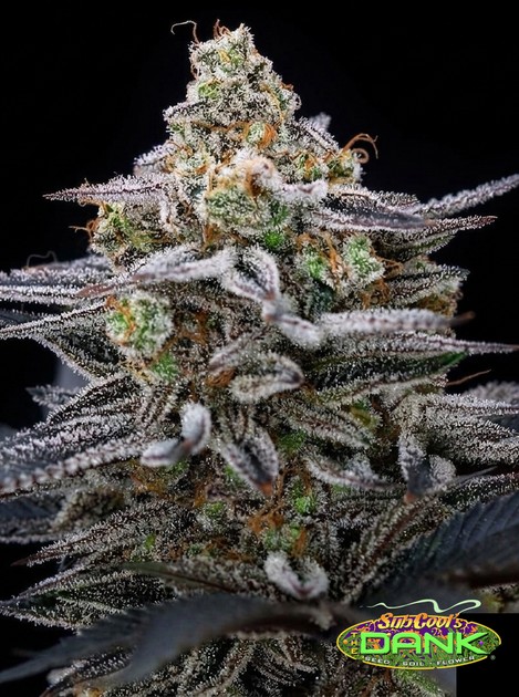 Cherrygasm F2 – Cherry Pie x Space Dude (Open Pollination) (R)