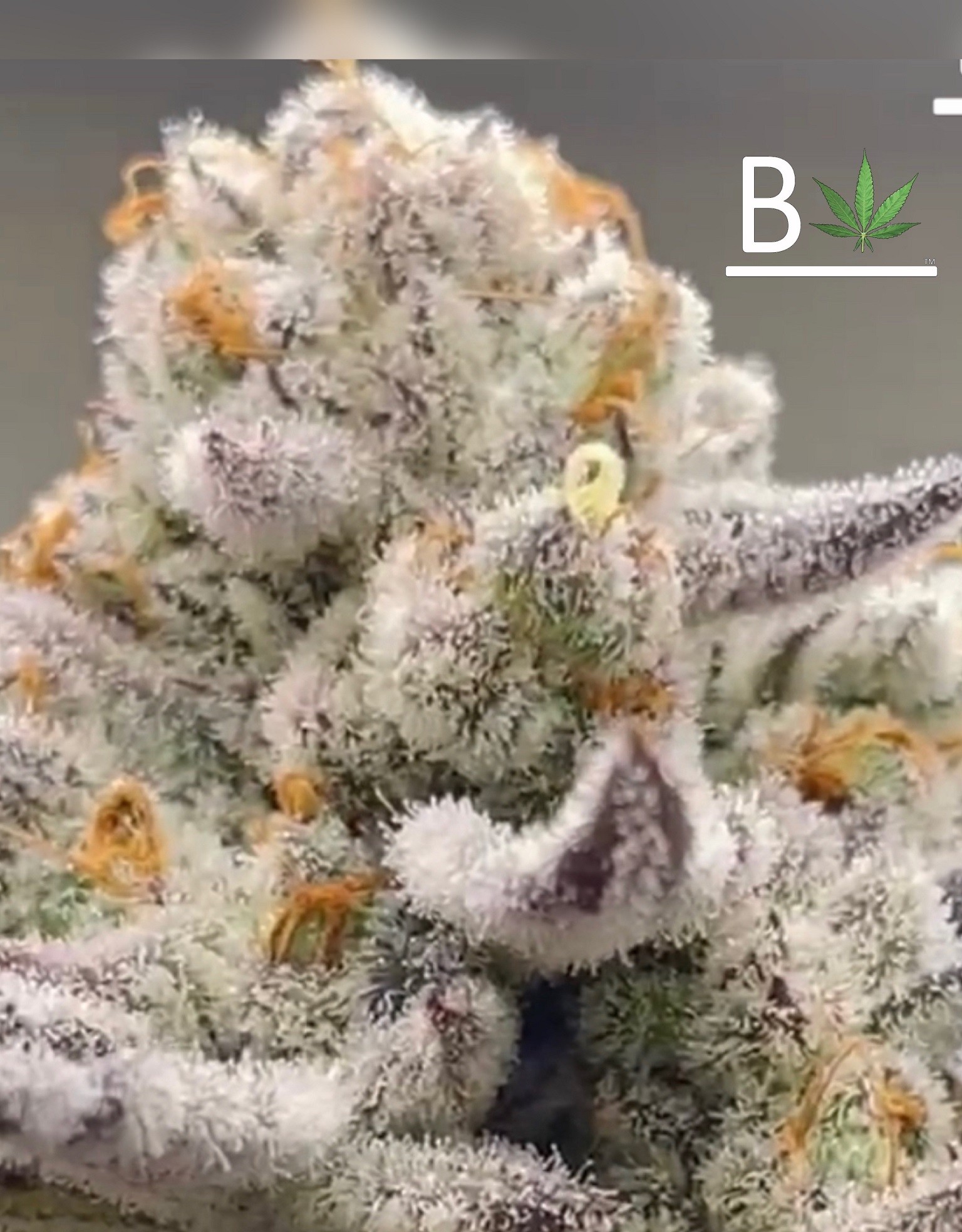 Chimera #3 S1 – White Truffle X The Creature