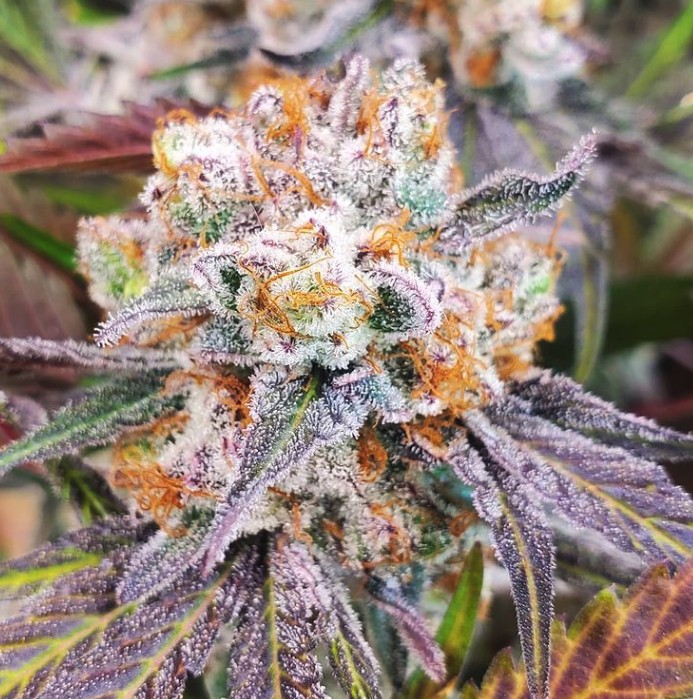 Chimpancheeze – Ape Face x Secret Cheese