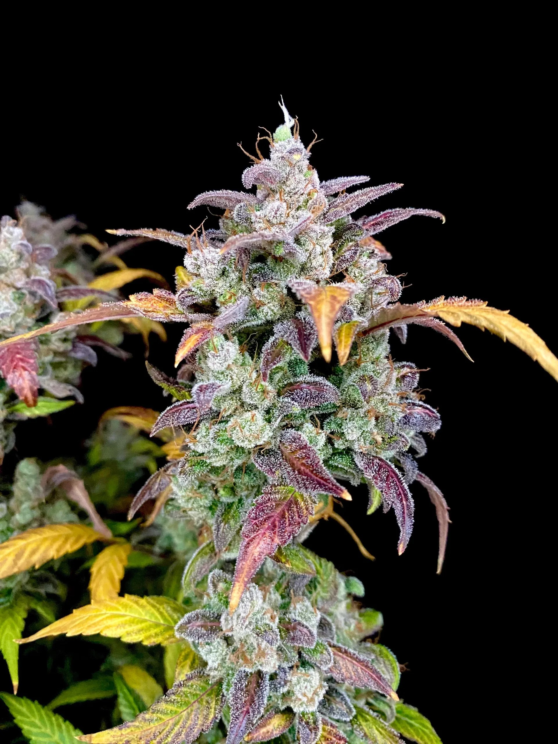 Compton Qoolaid – Electric Qoolaid x Creme de la Compton F3