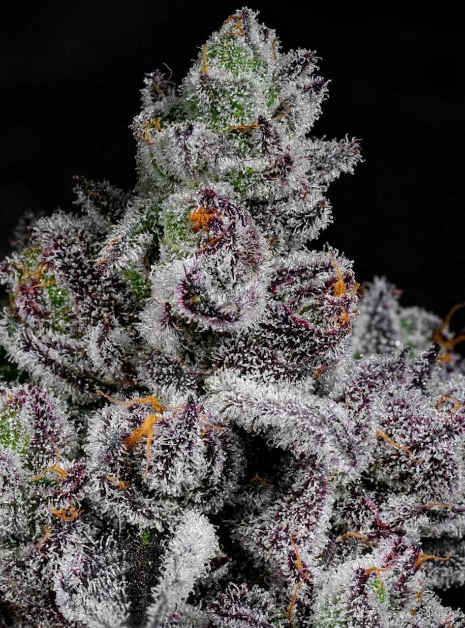 Cotton Candy Lobster – Cotton Candy Runtz x Blue Lobster