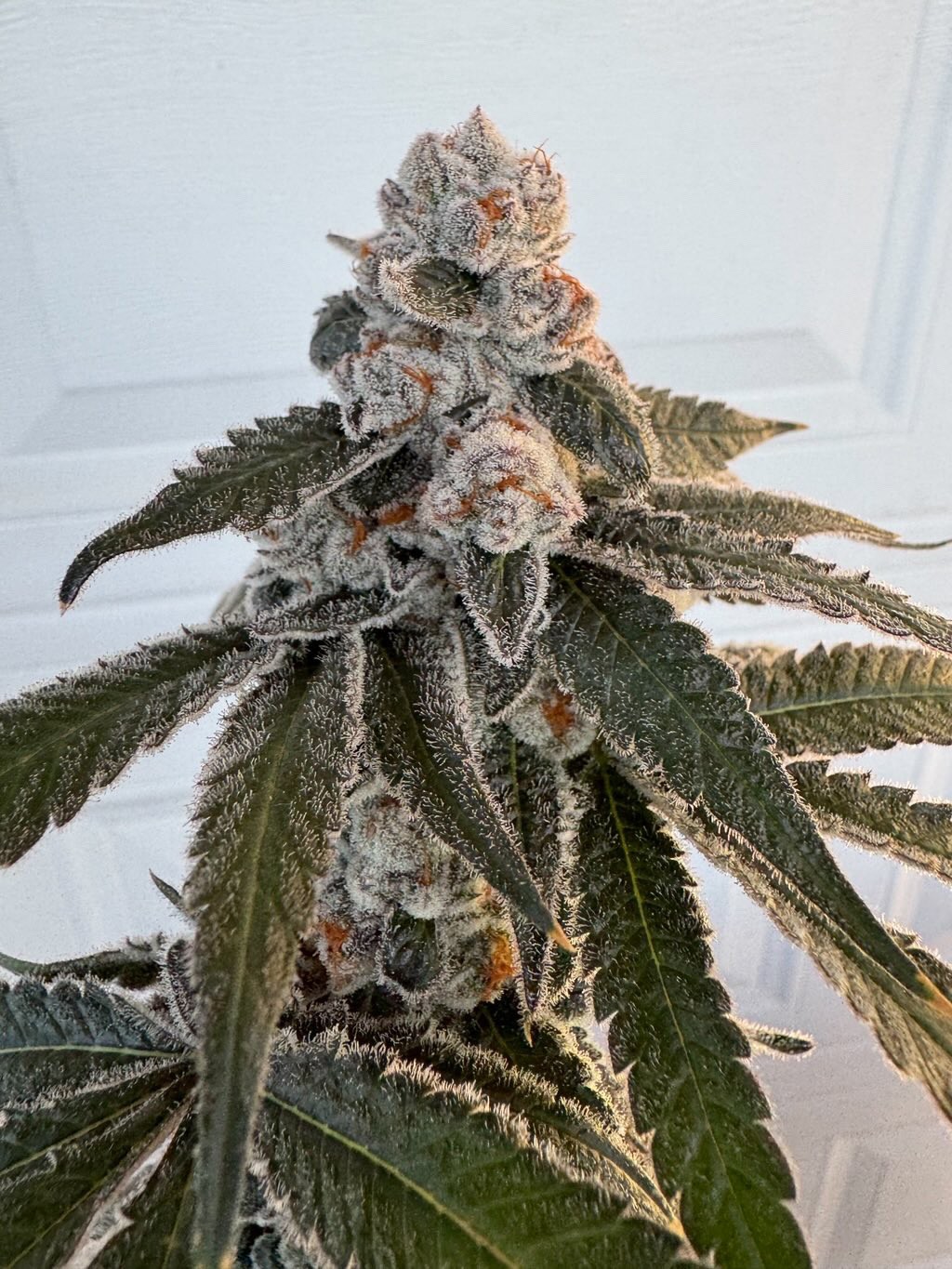 Crazy for Candy – Platinum Lemon Cherry Gelato x Strawberry Truffle
