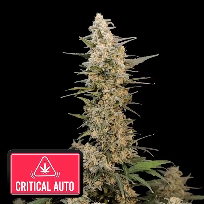 Critical Auto (5 Pack)