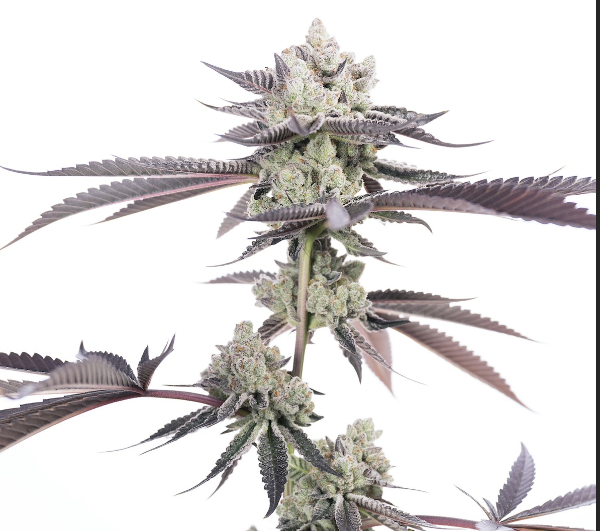 Dank Diggler – Garlic Cocktail x Pure Kush
