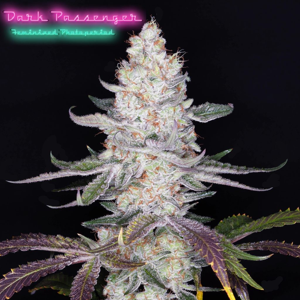 Dark Passenger – Trinity Kush (Heirloom cut) x Romulan