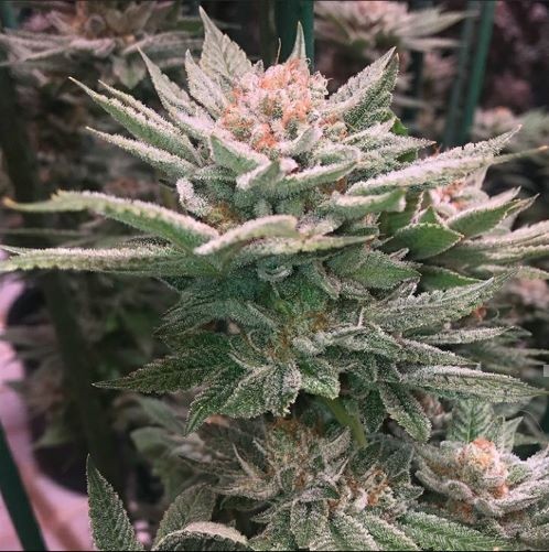 Dawg lb – Tre Stardawg x ECC