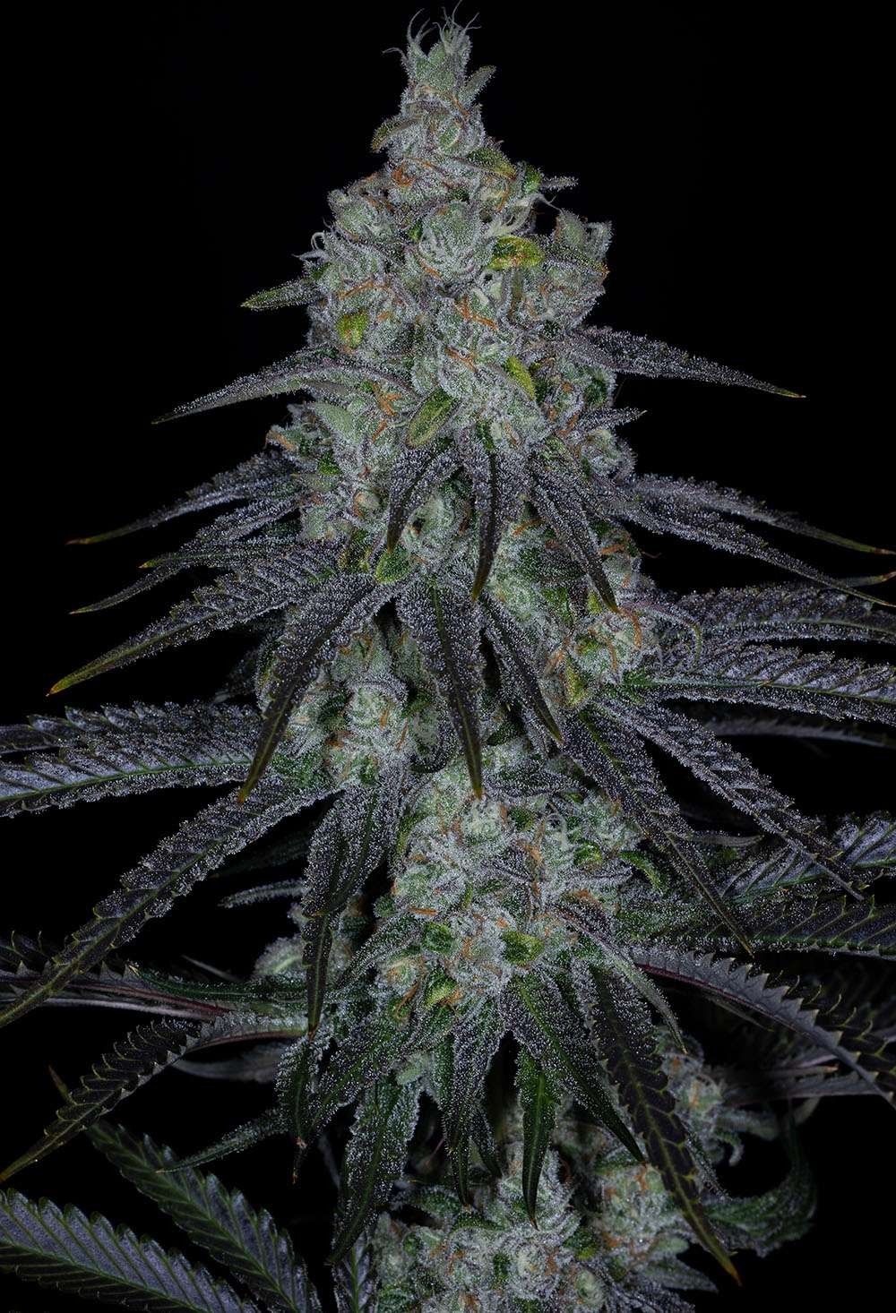 Death By Guava – Bluntz x Strawberry Guava