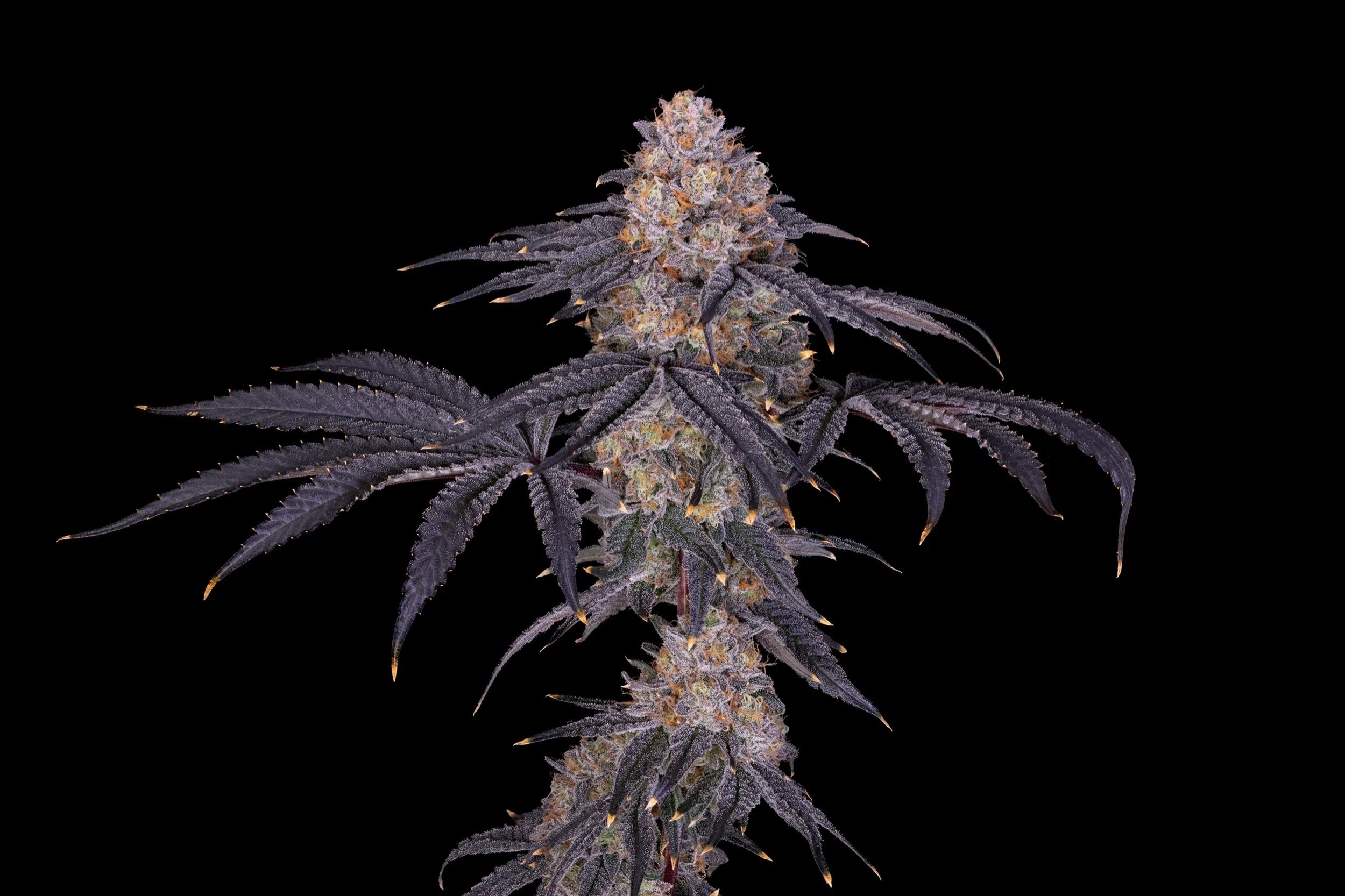 Deep Blue Z – (Zkittlez x Perm Marker #8) x Category5 #26