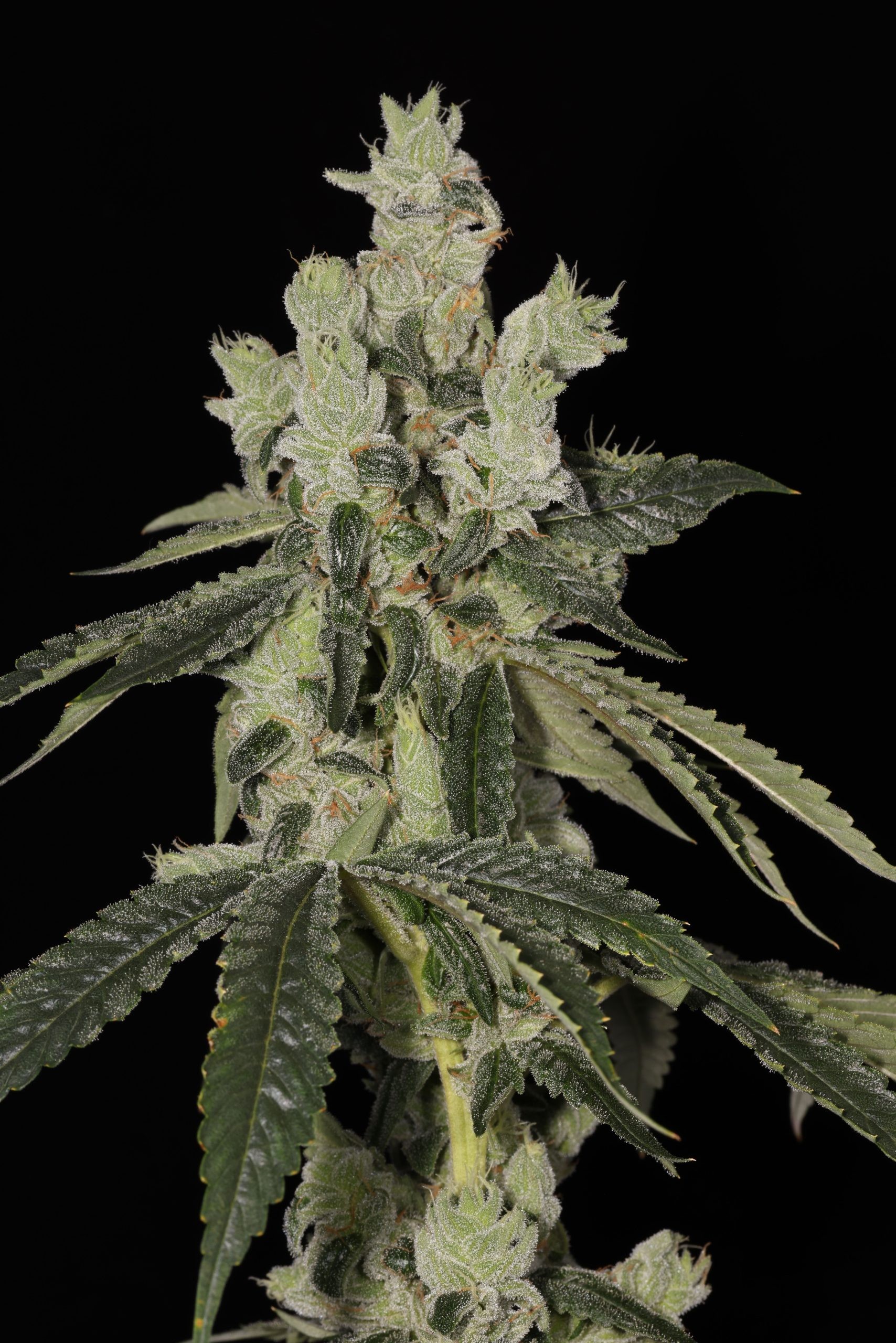 Deep Space Lime – Over the Moon Kush x Key Lime Pie