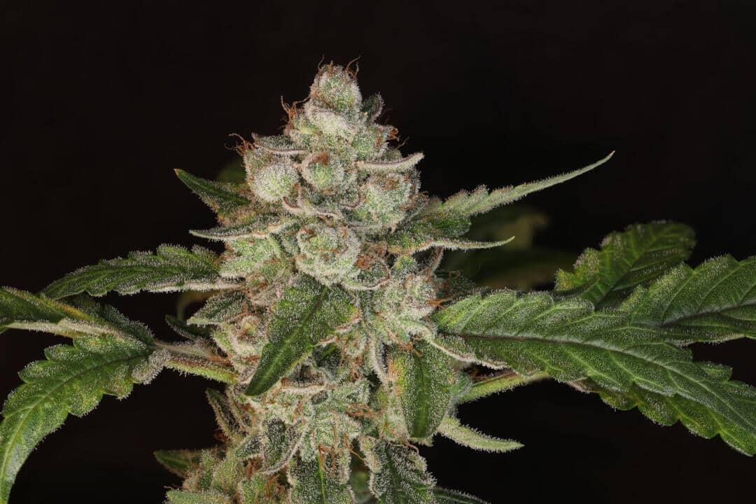 Devil Fruit – Ogreberry x Smell of Success