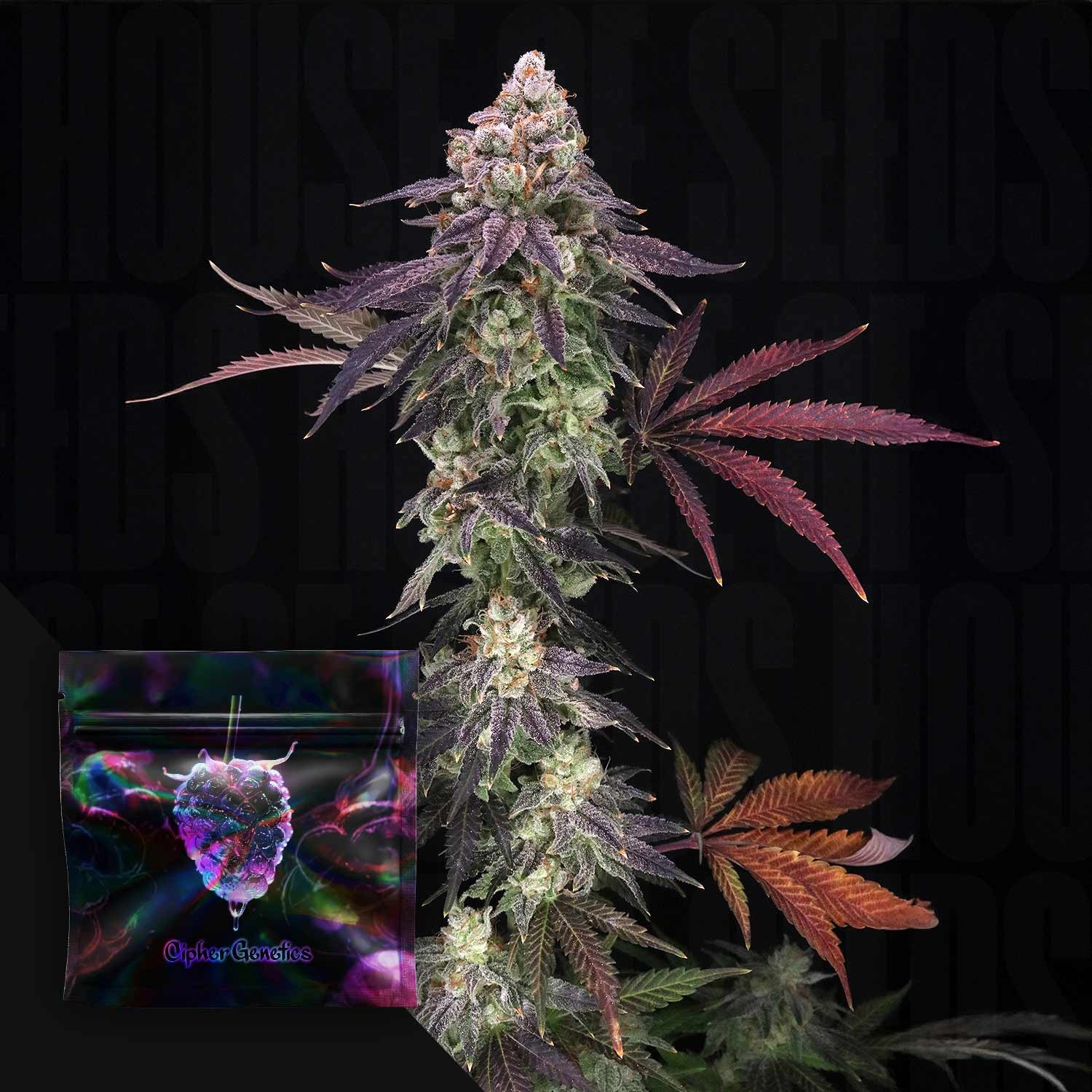 Divine Nectar – (Honey Banana x Papaya) x Blackberry Octane