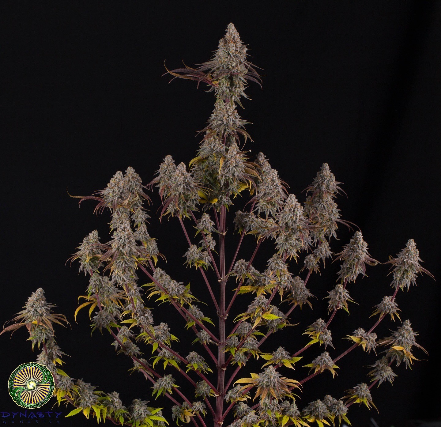 Drunken Goat – Purple Punch x Exodus Cheese BX1