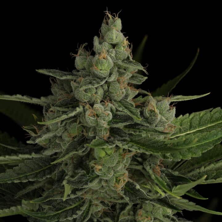 Early Frost – Snow G F3 x Honey Badger F7