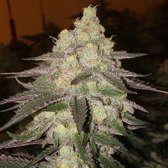 Ethos – Banana Daddy AUTO Rbx2