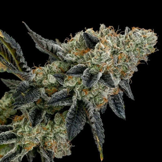 Ethos – End Game RBX EC #4 The Punch Line