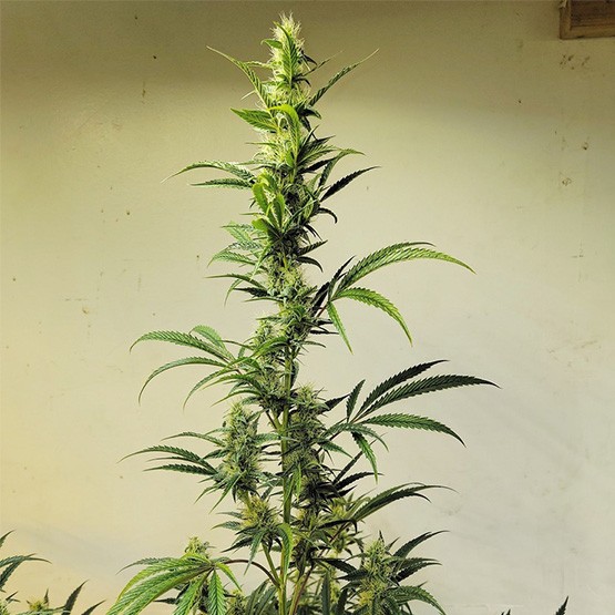 Ethos – Haze IBL