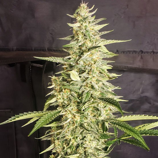 Ethos – Inzane Auto