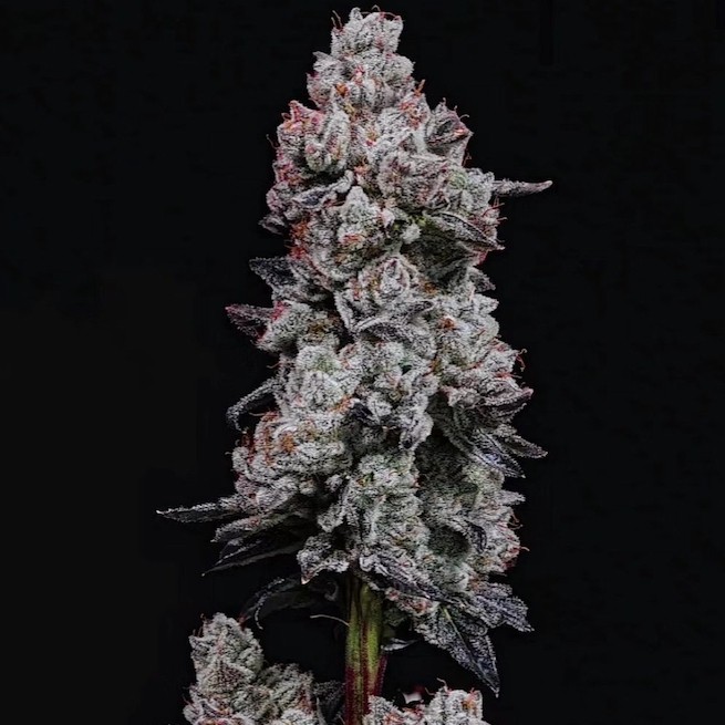 Ethos – Lemon Cherry Gelato AUTO R3