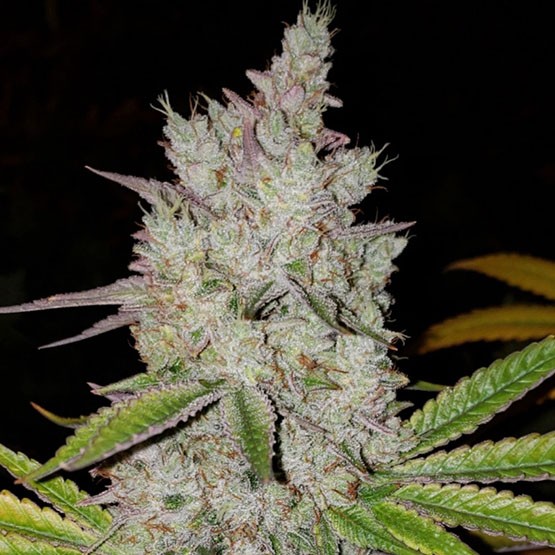 Ethos – Lilac Diesel Auto Rbx2
