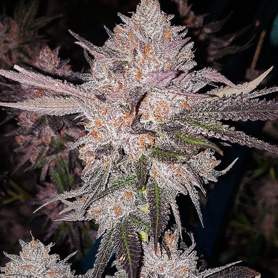 Ethos – OG Kush AUTO Rbx