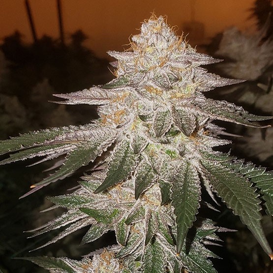 Ethos – Pina AUTO Rbx2