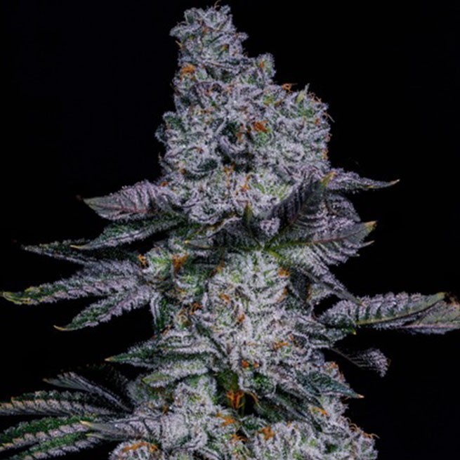 Ethos – Pineapple Runtz AUTO Rbx2
