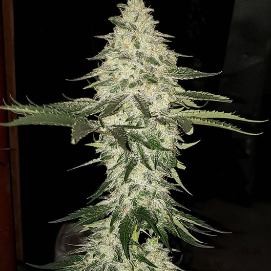 Ethos – Planet of the Grapes Auto