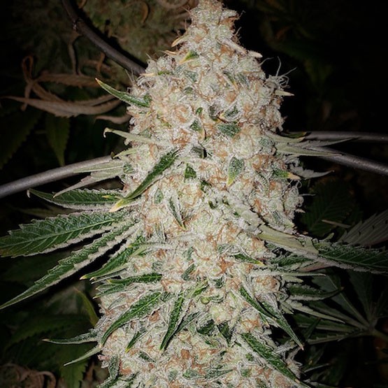 Ethos – Pluto Cut Auto R F3