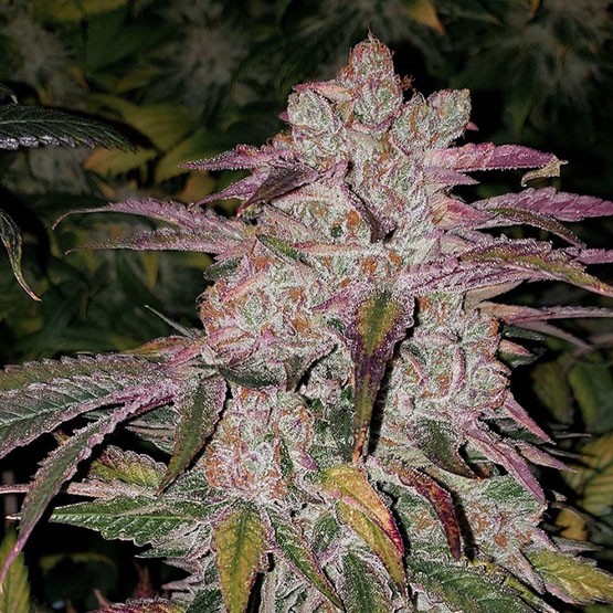 Ethos – Purple Thai Auto
