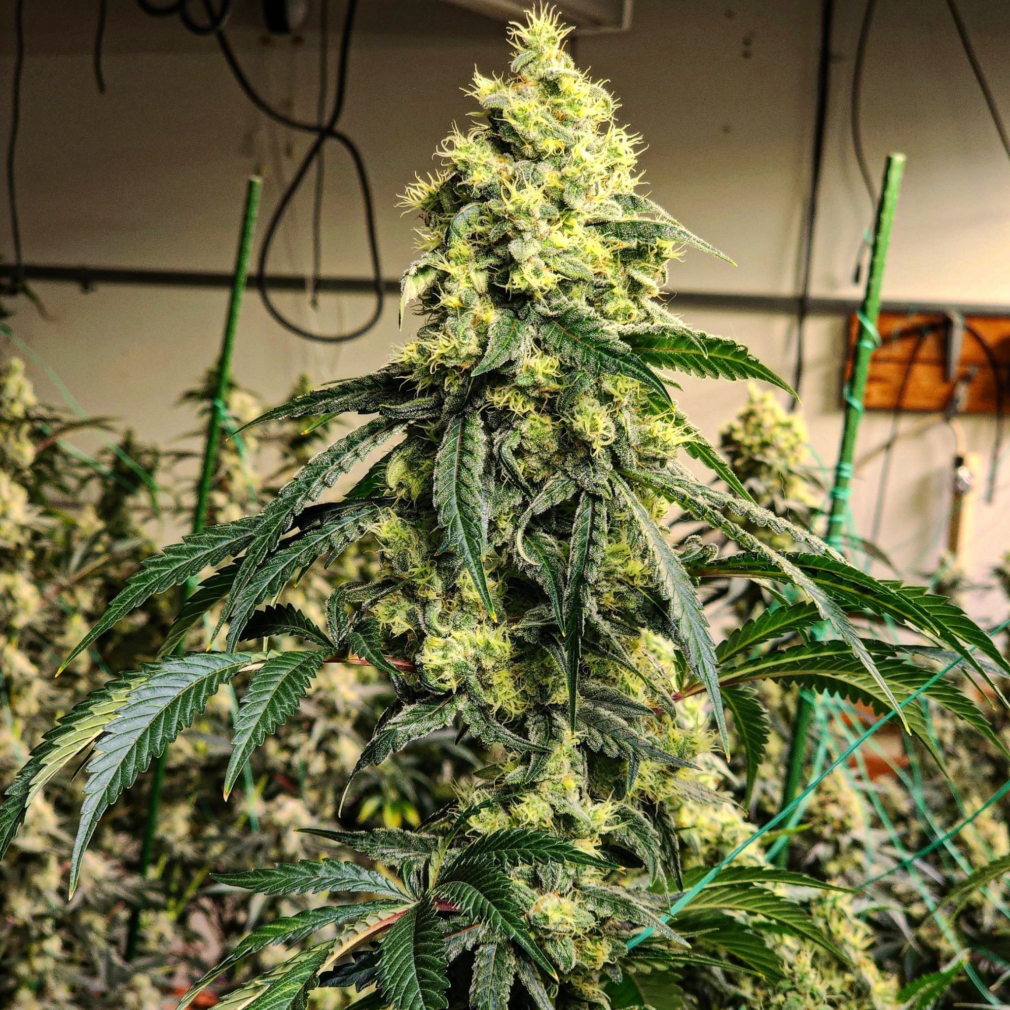 Ethos – Sour G R1