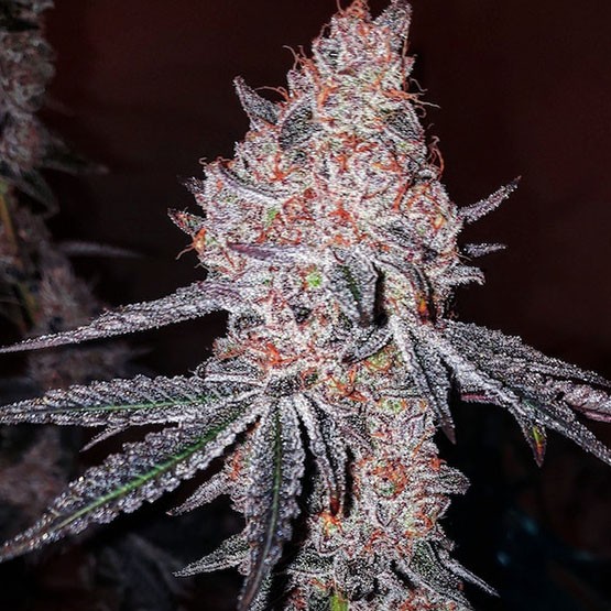 Ethos – Strawberry Cookies OG R1