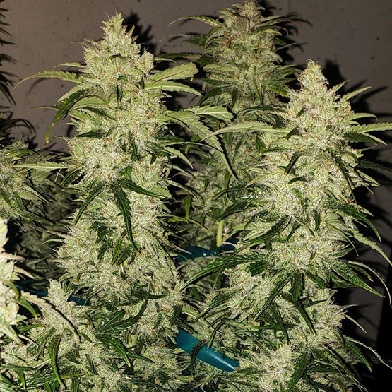 Ethos – Zweet Auto Rbx2