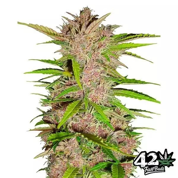 Fastberry Auto (5 Pack)