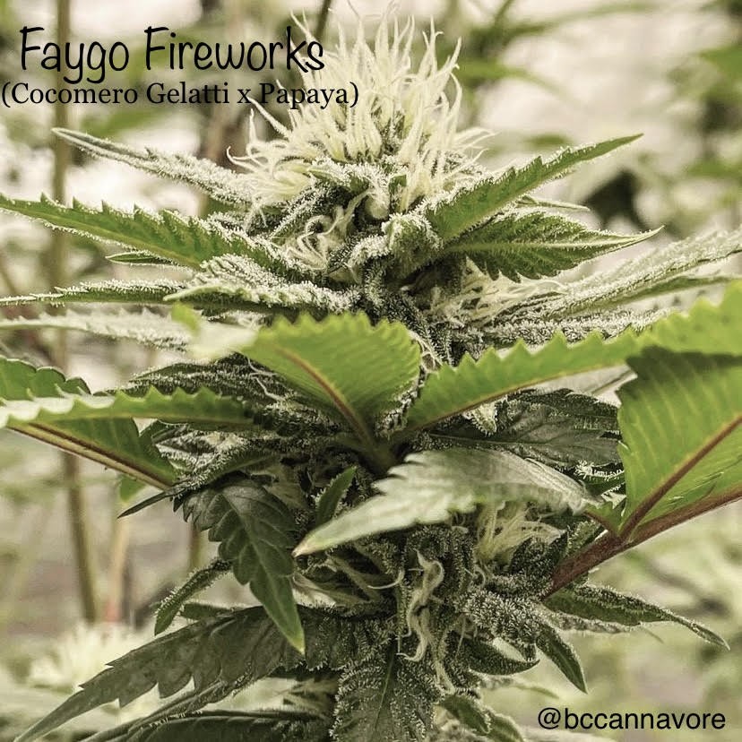 Faygo Fireworks – Cocomero Gelatti x Papaya