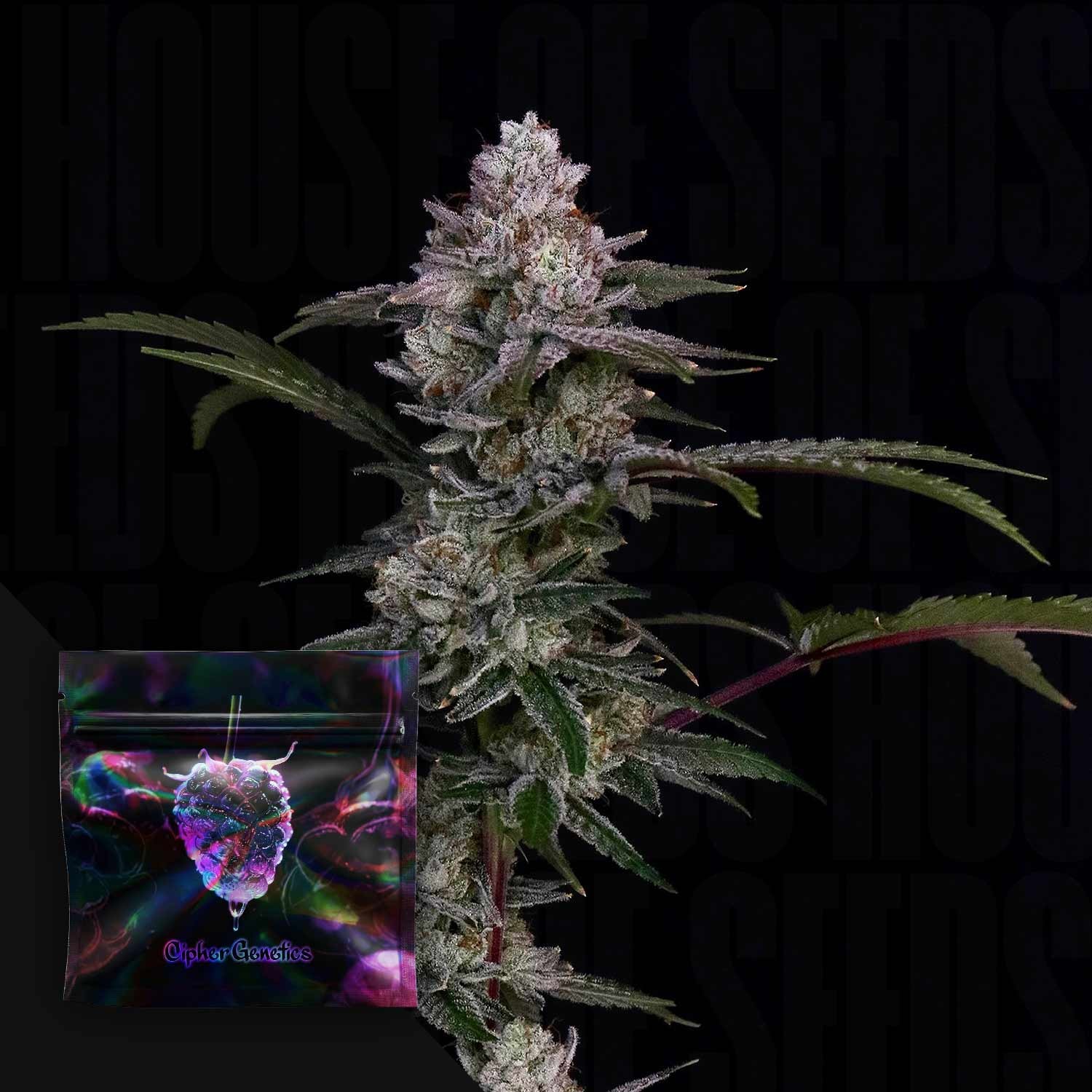 Final Fantazy – (Fantasy Melon x TMZ) x Blackberry Octane