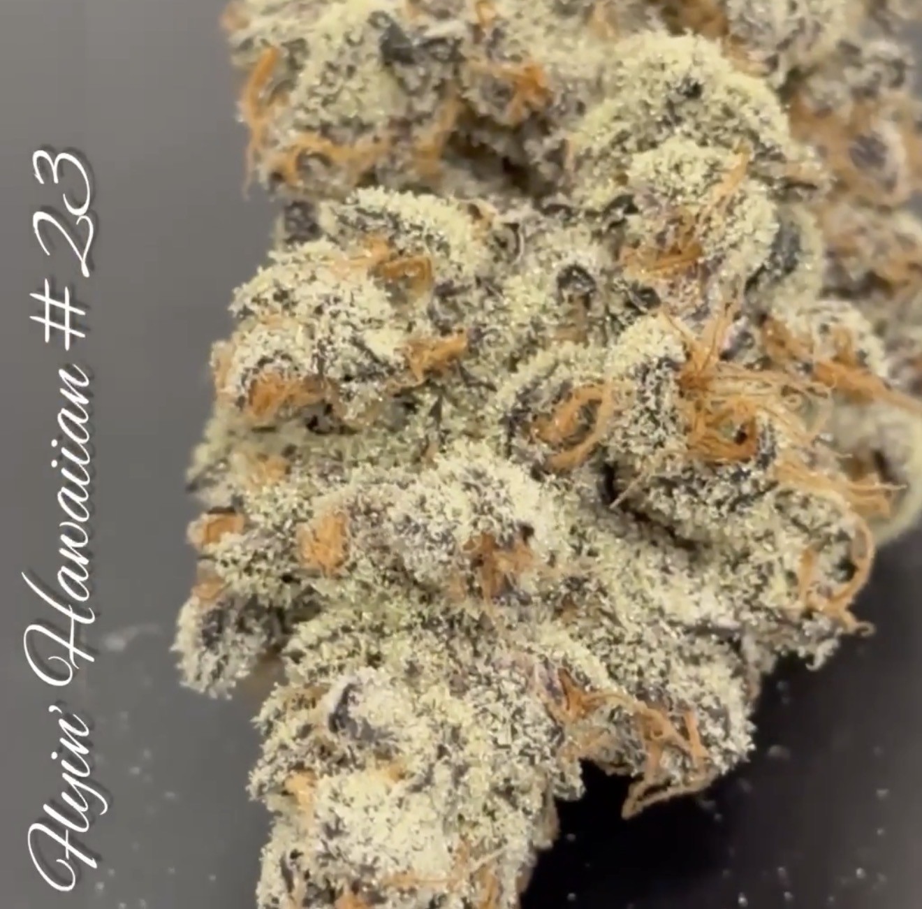 Flyin Hawaiiian #23 S1 – Truffaloha #1 x Chimera #3