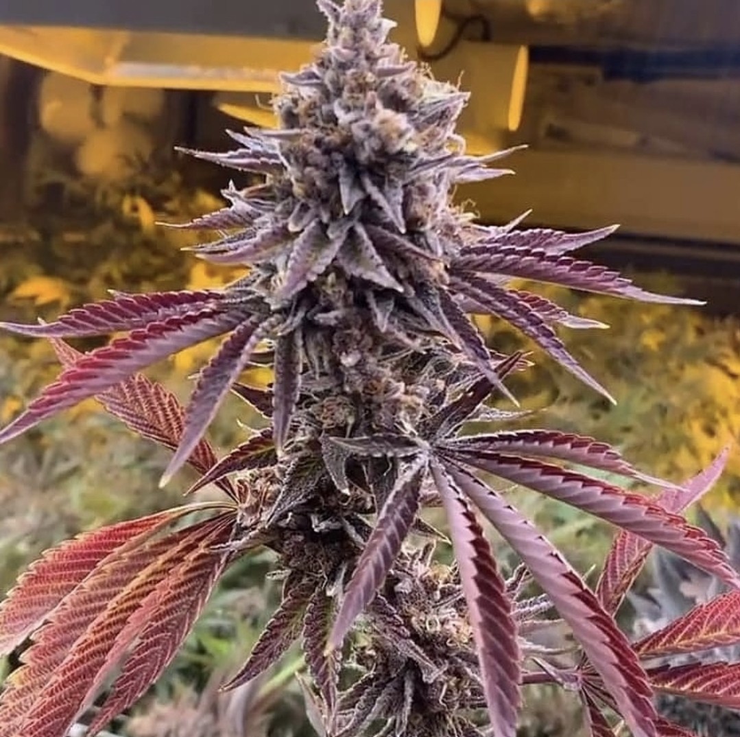 Forbidden Zkittlez – Forbidden z x Forbidden Runtz