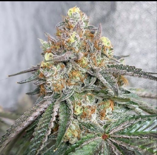 Fritter Banger – Apple Fritter x Sherbanger