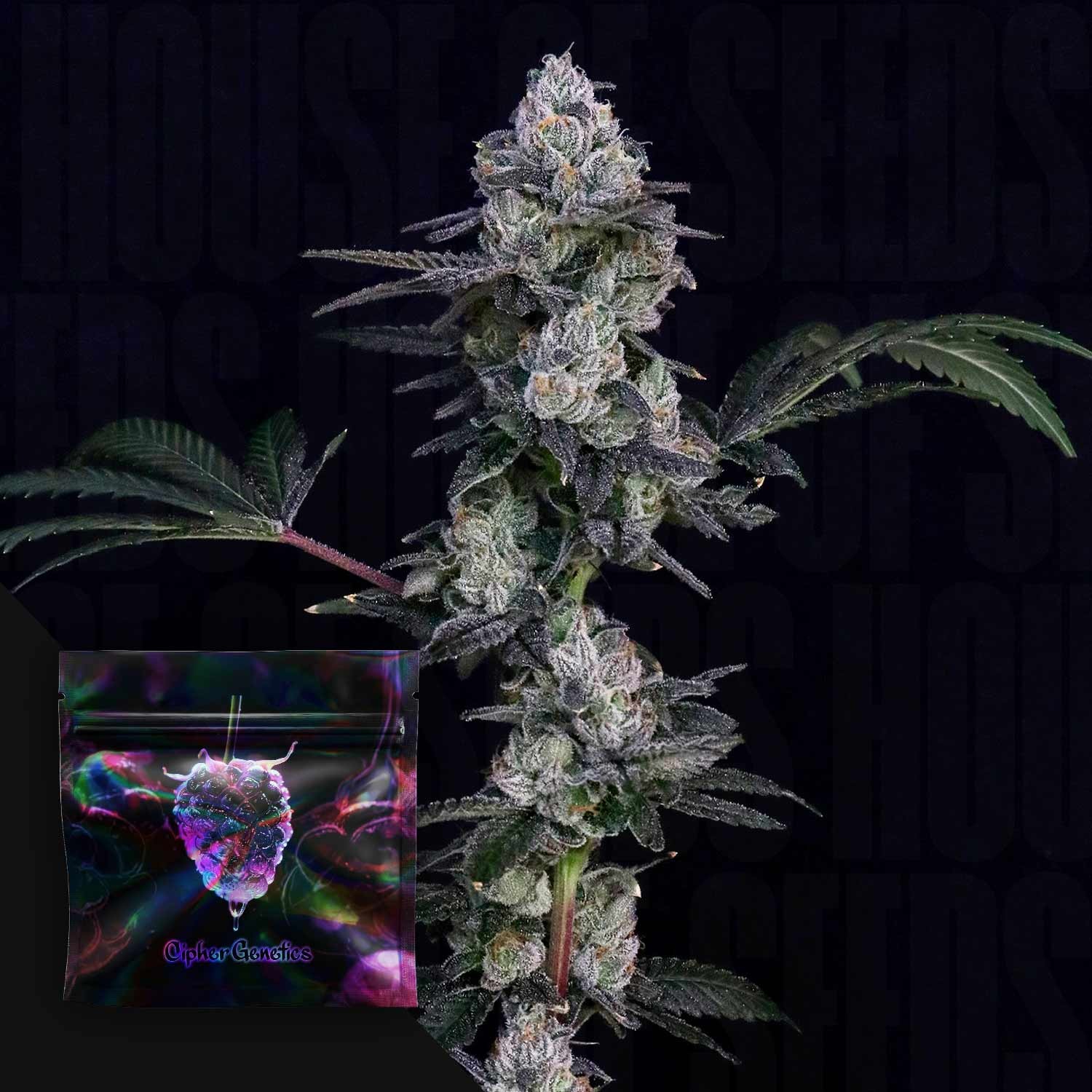 Frozen Yeti – (GAK Smoovie x TMZ) x Blackberry Octane