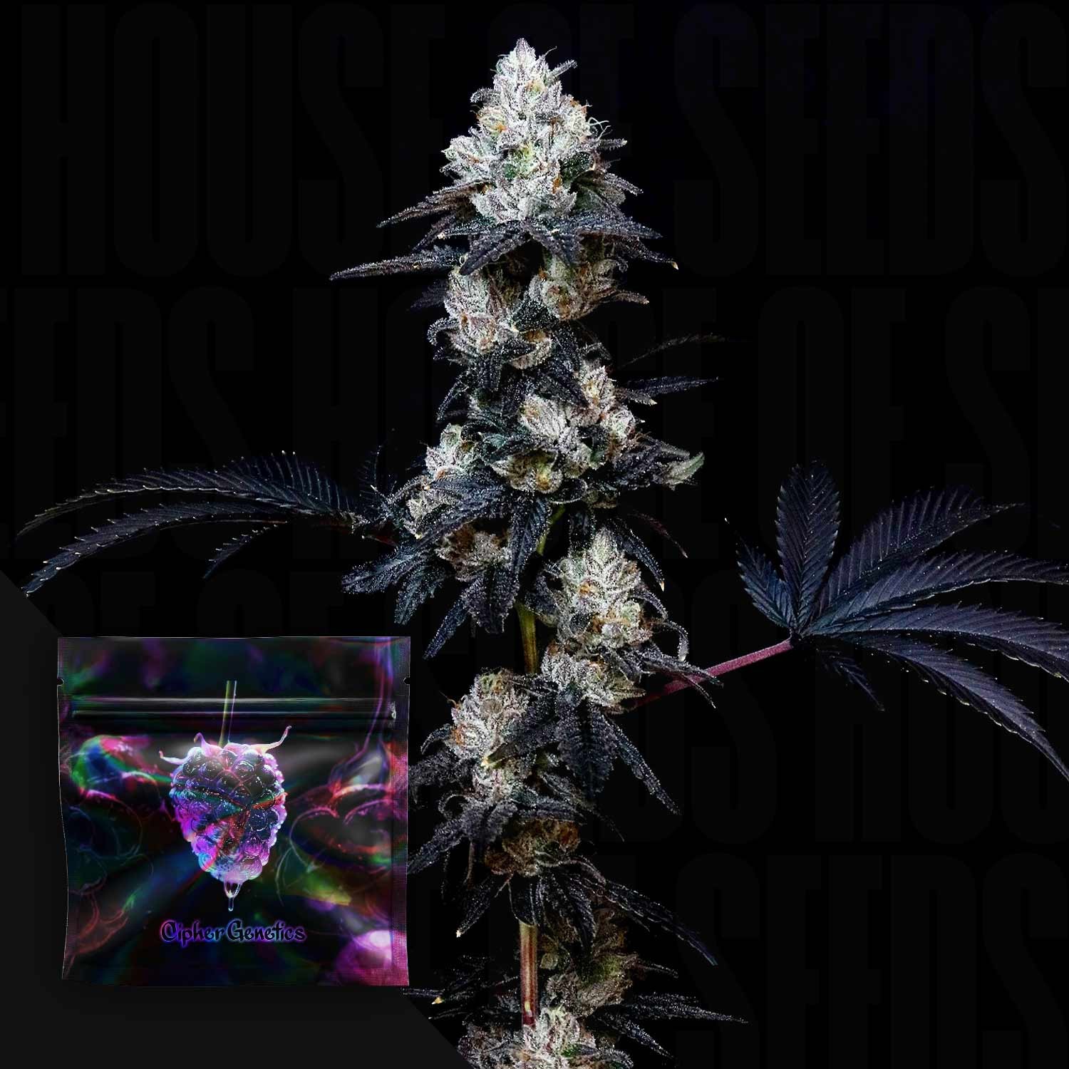 Gassy Knolls – (Sour Garlic Cookies x Dulce De Uva) x Blackberry Octane