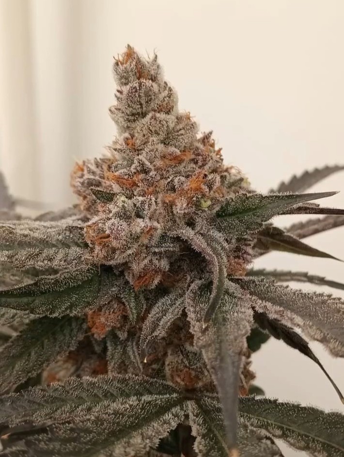 Gelato Put In Pop – Gelato 41 x Red Pop