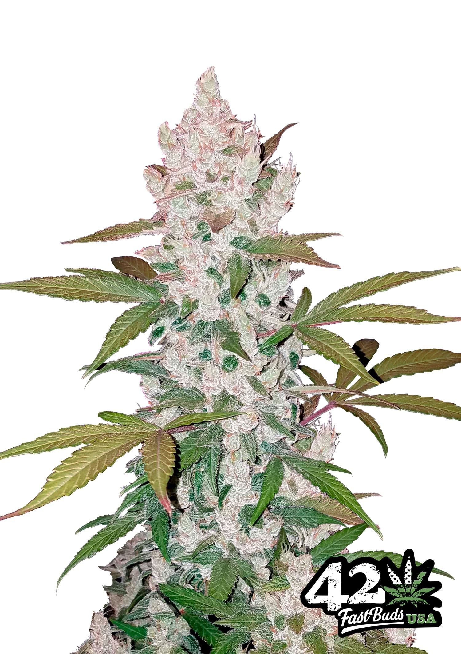 Girl Scout Cookies Auto (5 Pack)