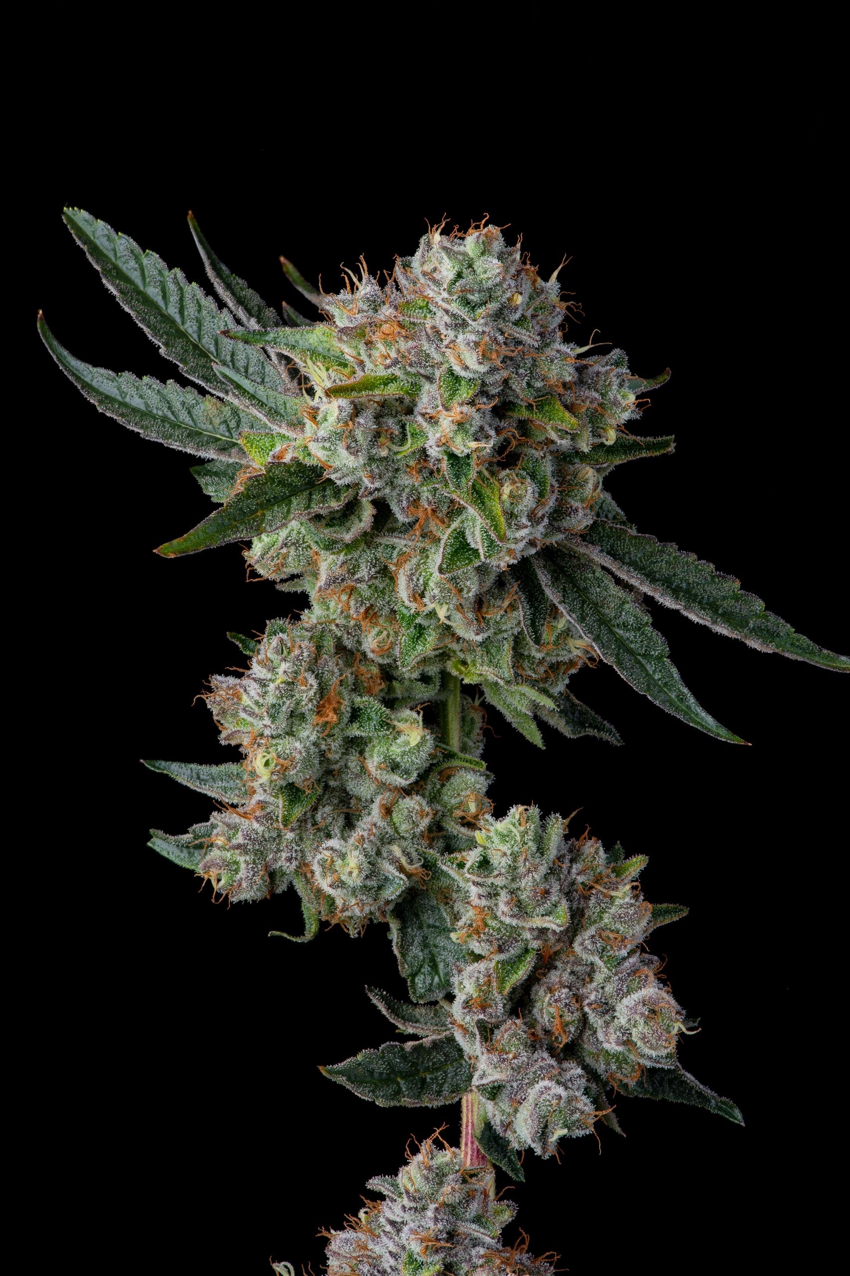 Glue 31 – GG4 x Jokerz