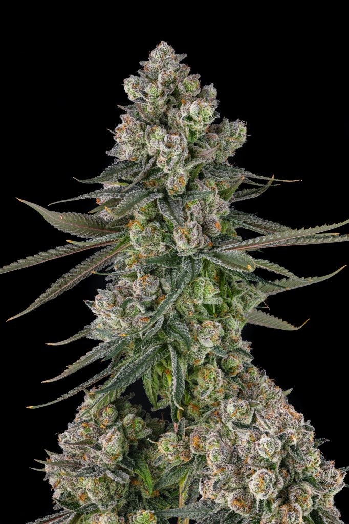 Glue Lotus – GG4 x Mellowz #8