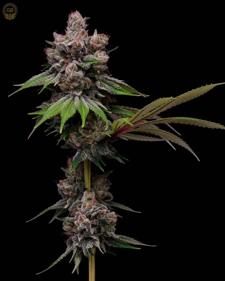 Golden Haze – Golden Pineapple x Hazy Kush